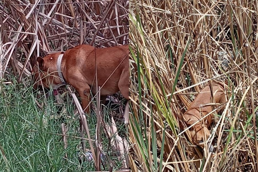 Denuncian que perros permanecen encadenados bajo la lluvia en Holbox