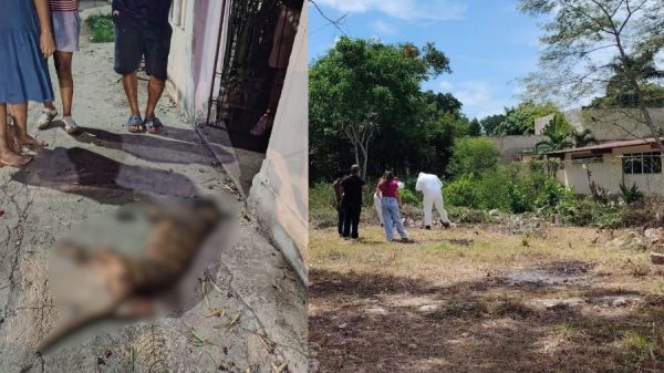 Exhuman a perro en Felipe Carrillo Puerto para investigar causa de muerte