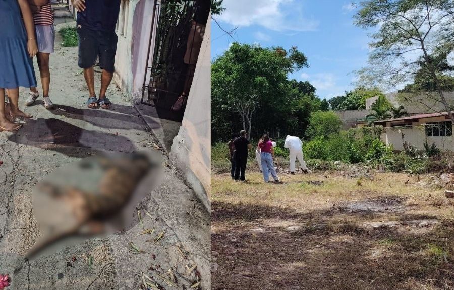 Exhuman a perro en Felipe Carrillo Puerto para investigar causa de muerte