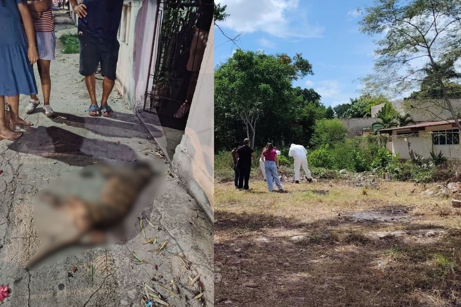 Exhuman a perro en Felipe Carrillo Puerto para investigar causa de muerte