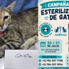 Esterilización de gatos llega cerca de Holbox