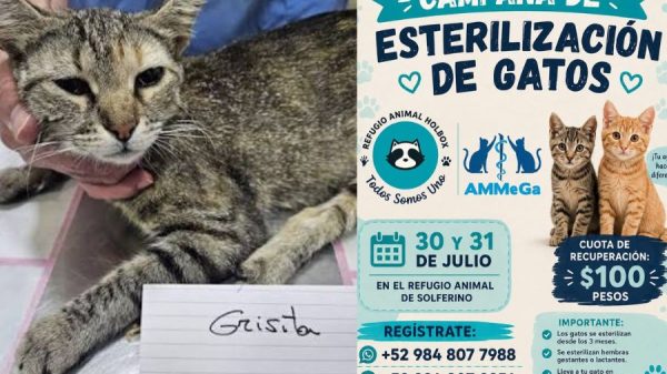 Esterilización de gatos llega cerca de Holbox
