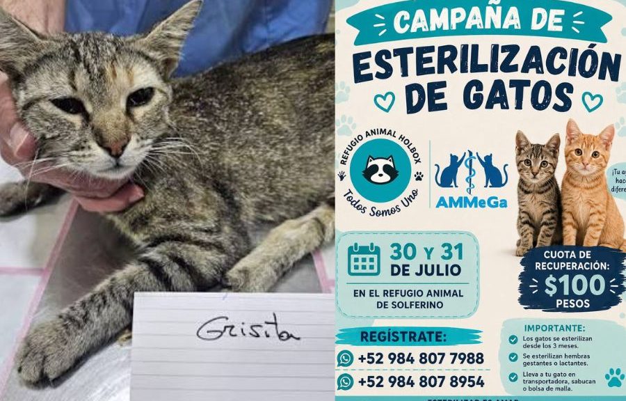Esterilización de gatos llega cerca de Holbox