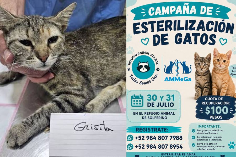 Esterilización de gatos llega cerca de Holbox
