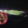 Impulsan turismo comunitario en la Cueva de las Serpientes