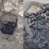 Video de "tortugas muertas" desata críticas; esta es la realidad