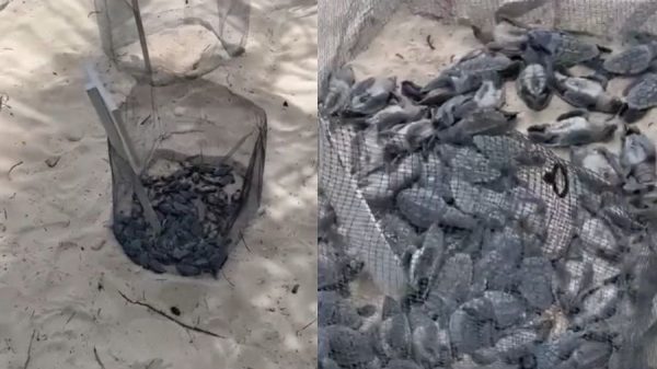 Video de "tortugas muertas" desata críticas; esta es la realidad