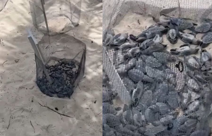Video de "tortugas muertas" desata críticas; esta es la realidad