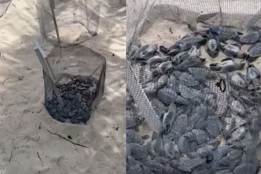 Video de "tortugas muertas" desata críticas; esta es la realidad
