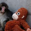Punch, el monito que conmovió al mundo, cumple un año
