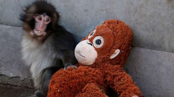 Punch, el monito que conmovió al mundo, cumple un año