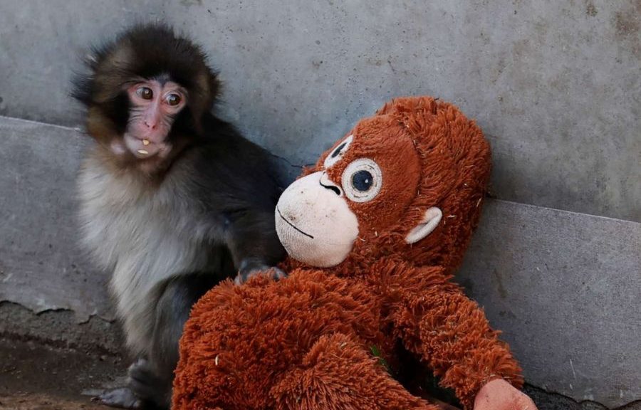 Punch, el monito que conmovió al mundo, cumple un año