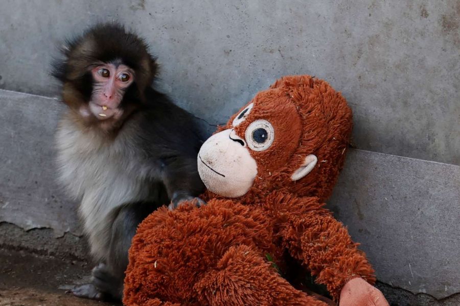 Punch, el monito que conmovió al mundo, cumple un año