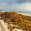 El enemigo que cruza el Atlántico y llega a Quintana Roo cada verano