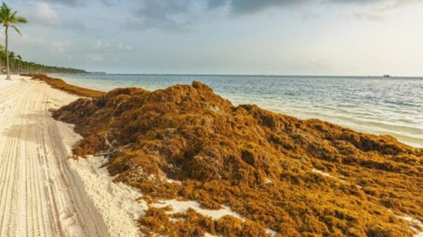 El enemigo que cruza el Atlántico y llega a Quintana Roo cada verano