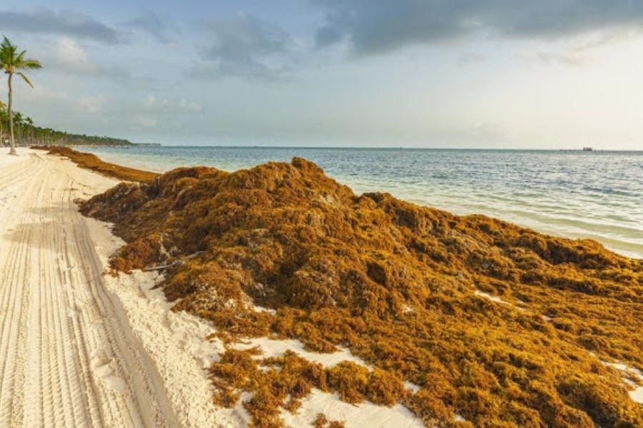 El enemigo que cruza el Atlántico y llega a Quintana Roo cada verano