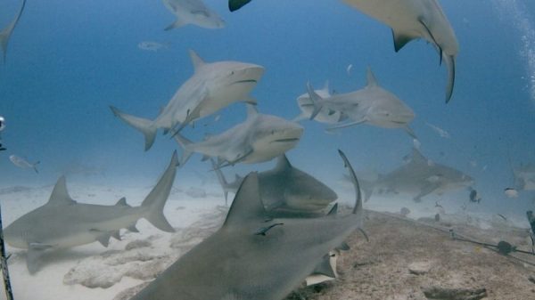 Festival del Tiburón Toro regresará a Playa del Carmen este julio