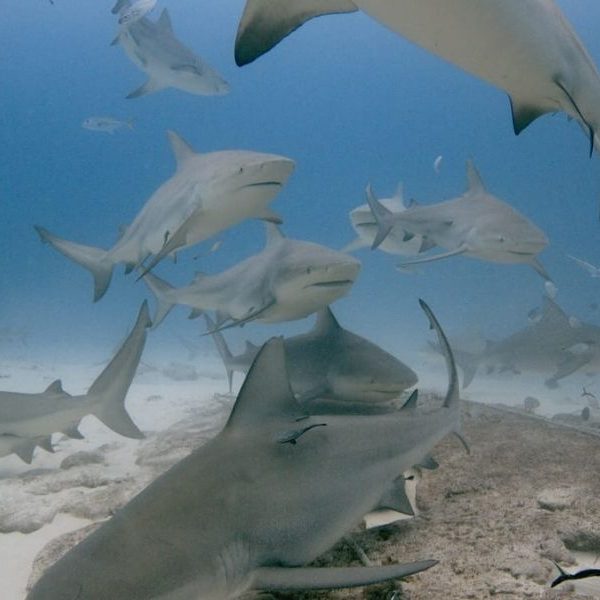 Festival del Tiburón Toro regresará a Playa del Carmen este julio