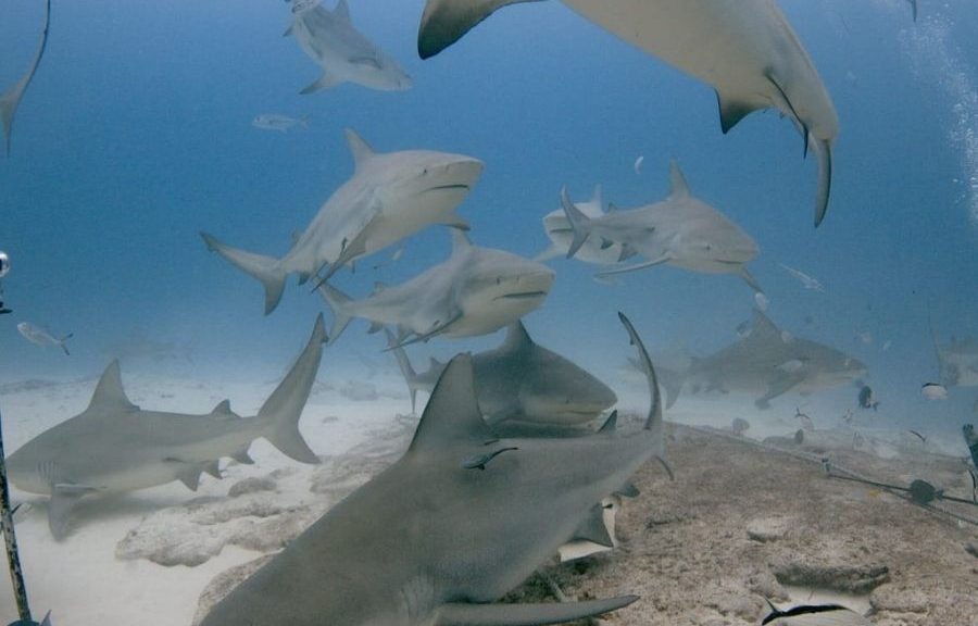 Festival del Tiburón Toro regresará a Playa del Carmen este julio