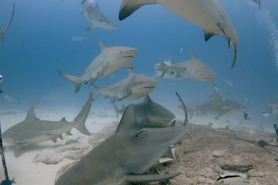 Festival del Tiburón Toro regresará a Playa del Carmen este julio