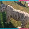 Cateo en Tamaulipas asegura animales exóticos y diésel ilegal