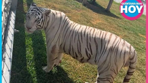 Cateo en Tamaulipas asegura animales exóticos y diésel ilegal