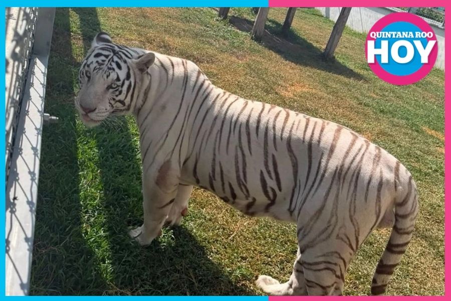 Cateo en Tamaulipas asegura animales exóticos y diésel ilegal