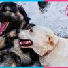 Esterilización gratuita a mascotas en Cancún inicia registro el 25 de agosto