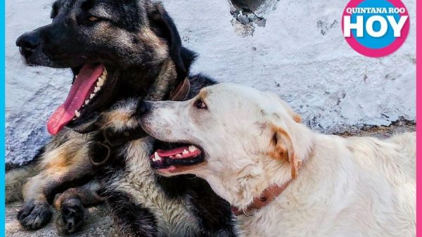 Esterilización gratuita a mascotas en Cancún inicia registro el 25 de agosto