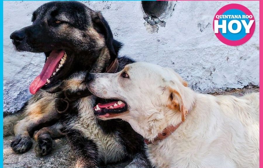 Esterilización gratuita a mascotas en Cancún inicia registro el 25 de agosto