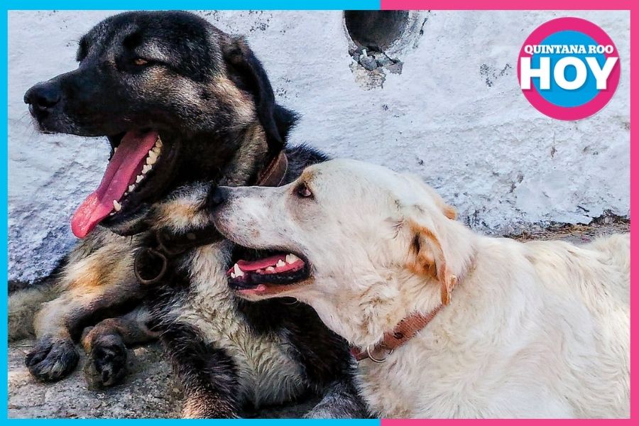 Esterilización gratuita a mascotas en Cancún inicia registro el 25 de agosto