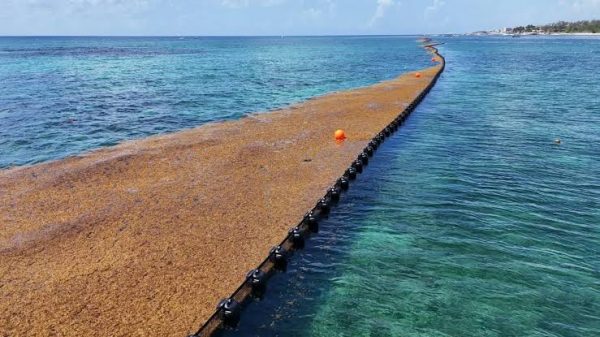Proponen destinar 15% del DNR al combate al sargazo