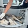Quintana Roo: 41 casos vinculados por maltrato animal