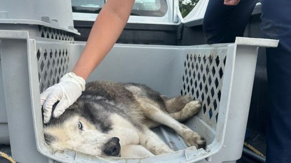 Quintana Roo: 41 casos vinculados por maltrato animal