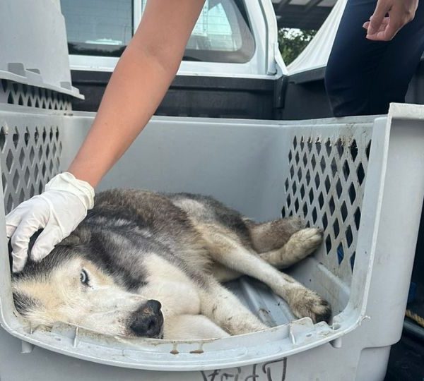 Quintana Roo: 41 casos vinculados por maltrato animal