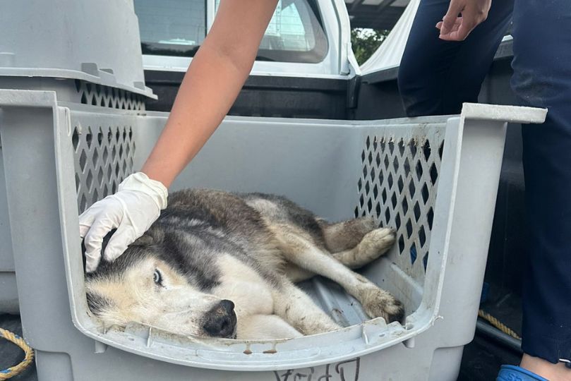 Quintana Roo: 41 casos vinculados por maltrato animal