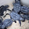 Ecologistas alerta a turistas por tortugas marinas