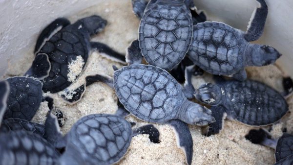 Ecologistas alerta a turistas por tortugas marinas