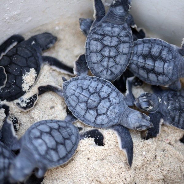 Ecologistas alerta a turistas por tortugas marinas