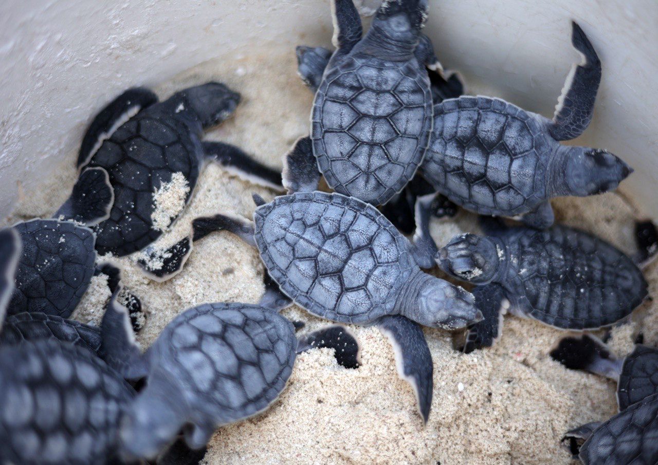 Ecologistas alerta a turistas por tortugas marinas
