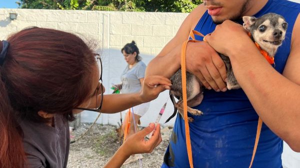 Cancún mantiene cero casos de rabia y refuerza vacunación