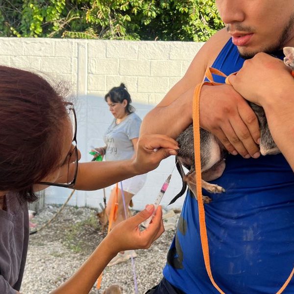 Cancún mantiene cero casos de rabia y refuerza vacunación