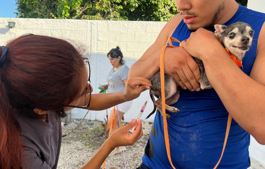 Cancún mantiene cero casos de rabia y refuerza vacunación