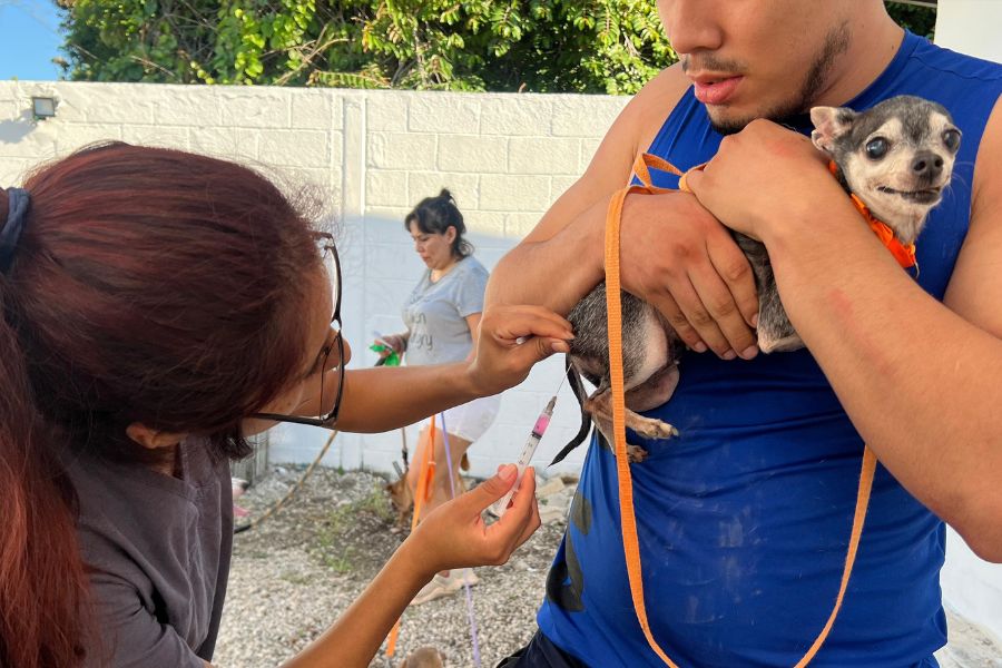 Cancún mantiene cero casos de rabia y refuerza vacunación