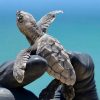 Vigilan casi 400 nidos de tortuga en Mahahual