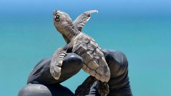 Vigilan casi 400 nidos de tortuga en Mahahual