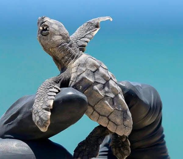 Vigilan casi 400 nidos de tortuga en Mahahual