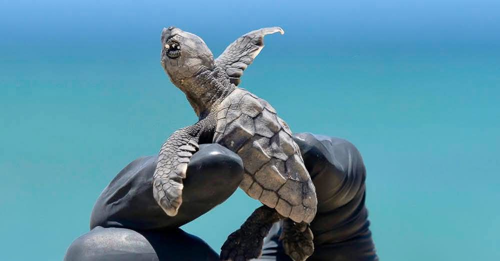 Vigilan casi 400 nidos de tortuga en Mahahual