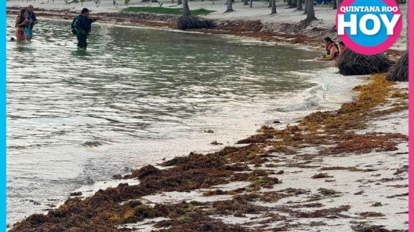 Retiro de sargazo acentúa erosión en Akumal