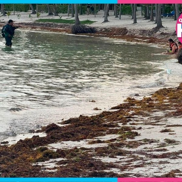 Retiro de sargazo acentúa erosión en Akumal